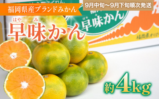 福岡県産ブランドみかん 「早味かん」 約4kg