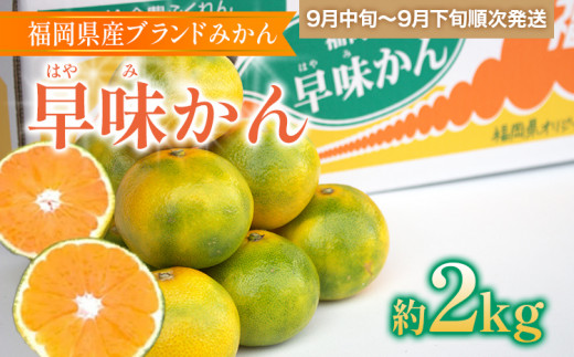 福岡県産ブランドみかん 「早味かん」 約2kg
