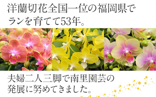 胡蝶蘭 切り花 5本 南里園芸 こちょうらん お祝い プレゼント 母の日 内祝い ギフト 花ギフト 送料 生花 花束 贈り物 送料無料