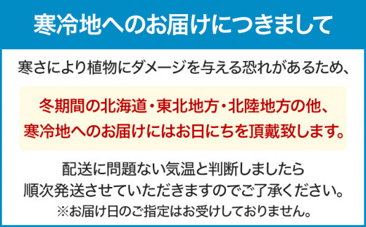 胡蝶蘭 切り花 5本 南里園芸 こちょうらん お祝い プレゼント 母の日 内祝い ギフト 花ギフト 送料 生花 花束 贈り物 送料無料