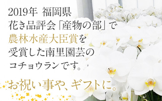 胡蝶蘭 切り花 5本 南里園芸 こちょうらん お祝い プレゼント 母の日 内祝い ギフト 花ギフト 送料 生花 花束 贈り物 送料無料