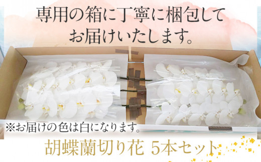 胡蝶蘭 切り花 5本 南里園芸 こちょうらん お祝い プレゼント 母の日 内祝い ギフト 花ギフト 送料 生花 花束 贈り物 送料無料