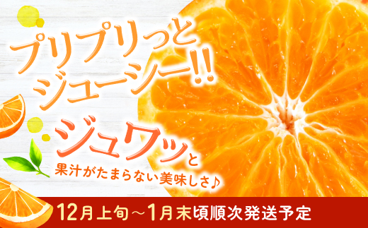 AA088.【希少品種】みはやみかん／約2.5キロ(2026年12月上旬～2027年1月末発送予定)