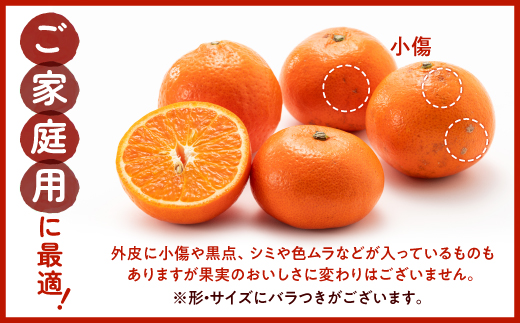 AA088.【希少品種】みはやみかん／約2.5キロ(2026年12月上旬～2027年1月末発送予定)