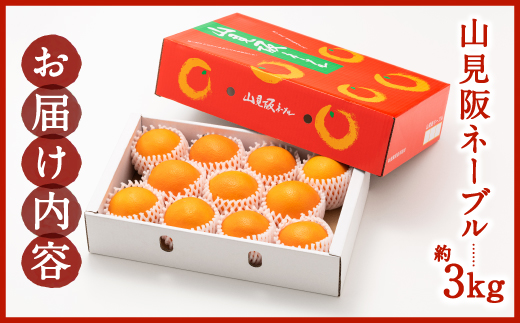 AA077.ネーブル（3kg程度）／2026年12月～2027年1月配送