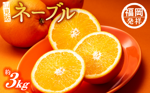 AA077.ネーブル（3kg程度）／2026年12月～2027年1月配送