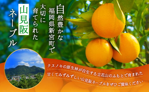 AA077.ネーブル（3kg程度）／2026年12月～2027年1月配送