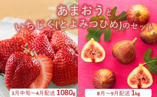 B385.あまおう約1,080gといちじく（とよみつひめ）約1kgのセット【北海道・沖縄・離島へ配送不可】【あまおう】【とよみつひめ】