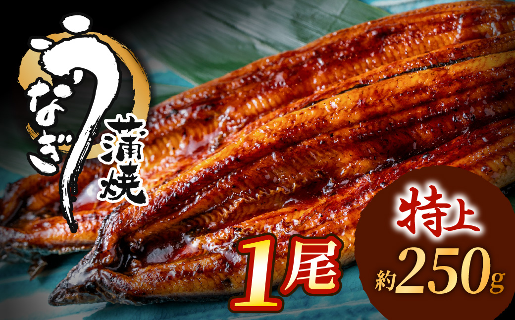 ZI369.うなぎ蒲焼き1尾セット（約250g×1尾）