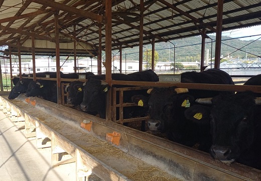 A1579.博多和牛生ハンバーグ140g×5個入り【博多和牛】