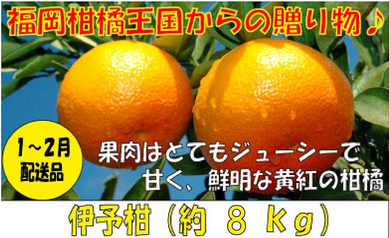 A539．福岡柑橘王国・伊予柑／約８キロ(2023年1月〜2月配送予定）