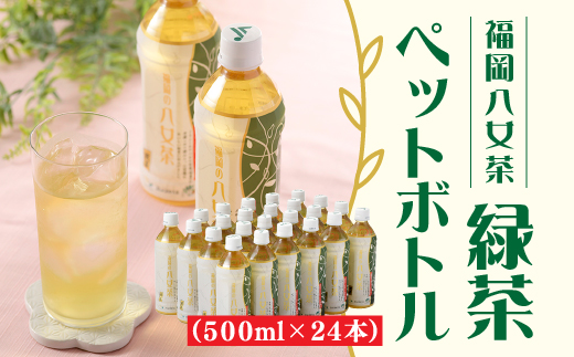 A555.福岡八女茶のペットボトル.緑茶（５００ml×２４本）