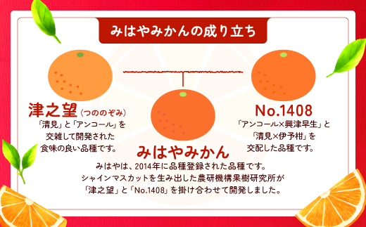 AA088.【希少品種】みはやみかん／約2.5キロ(2024年12月上旬～2025年1月末発送予定)