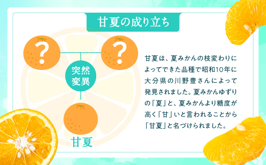 AA093.【予約受付・期間限定商品】福岡柑橘王国・樹成り完熟甘夏（２０２５年４月～５月配送予定）