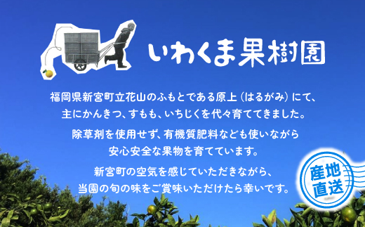 AA112.いわくま果樹園自慢のはるか／約5キロ(2025年2月～3月発送予定)