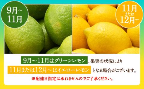 AA079.貴重な国産レモン.約5kg.新宮町産の逸品です／2024年9月～2025年2月発送予定
