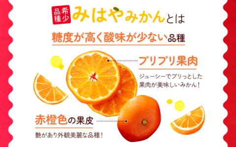 AA088.【希少品種】みはやみかん／約2.5キロ(2026年12月上旬～2027年1月末発送予定)