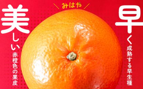 AA088.【希少品種】みはやみかん／約2.5キロ(2026年12月上旬～2027年1月末発送予定)