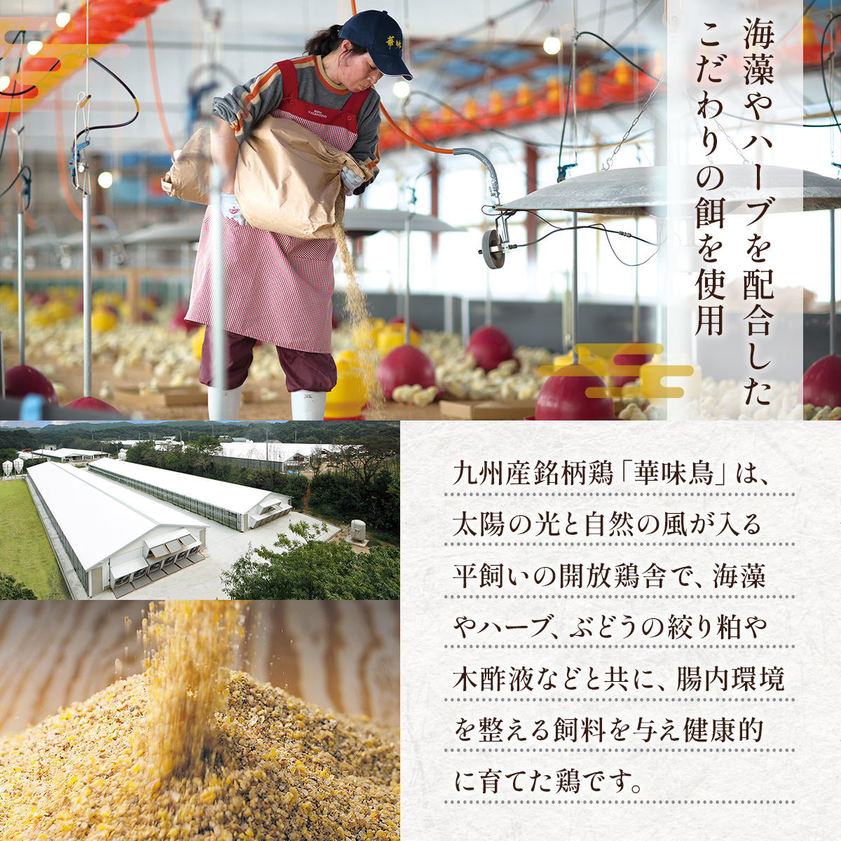 博多華味鳥　水たきセット　ちゃんぽん麺付き　AV002