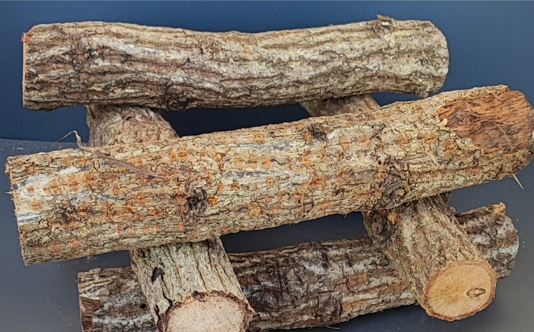 キャンプ薪セット【100サイズ】4種 合計約5.25kg