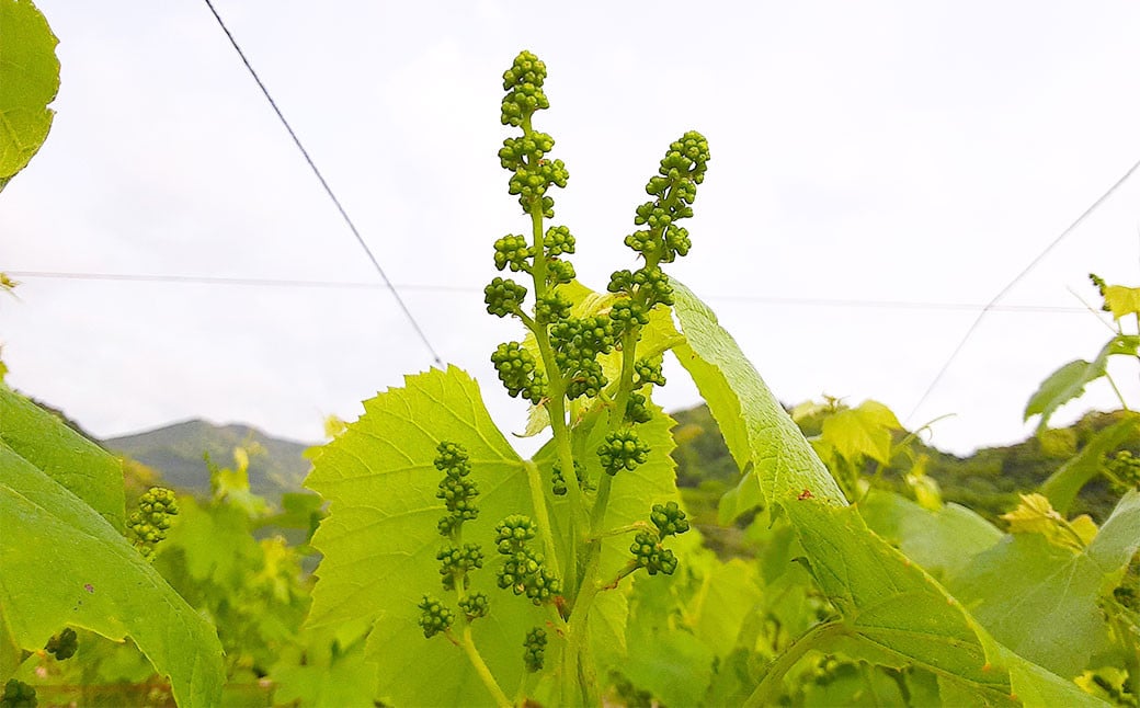 夢のワイナリー落成記念♪ 新酒ワイン(赤)×4本