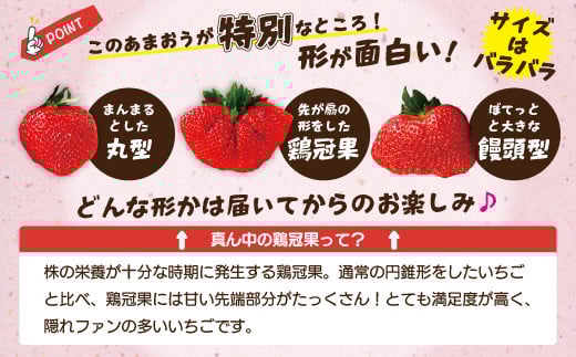 博多あまおう2パック（春） 250g～270g×2パック 合計約500g～540g あまおう いちご 苺 イチゴ フルーツ 果物 くだもの【2026年2月上旬-4月下旬発送予定】