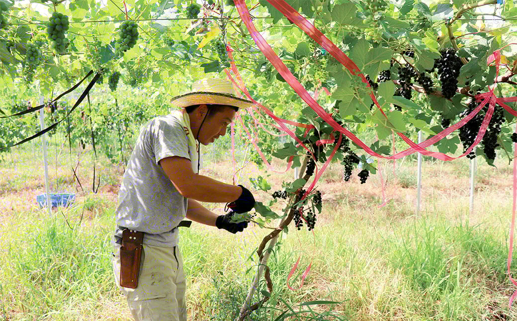夢のワイナリー落成記念♪ 新酒ワイン(赤)×4本