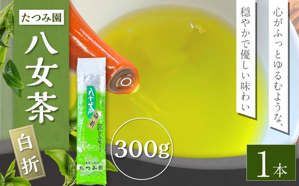 八女茶 たつみ園白折 300g 1本 お茶 緑茶 国産 福岡県産 茶葉