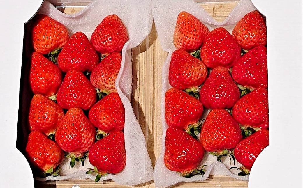 あまおうDX 約280g×4パック 合計約1120g デラックス いちご 苺 果物 くだもの フルーツ 【2026年2月上旬～4月上旬発送予定】