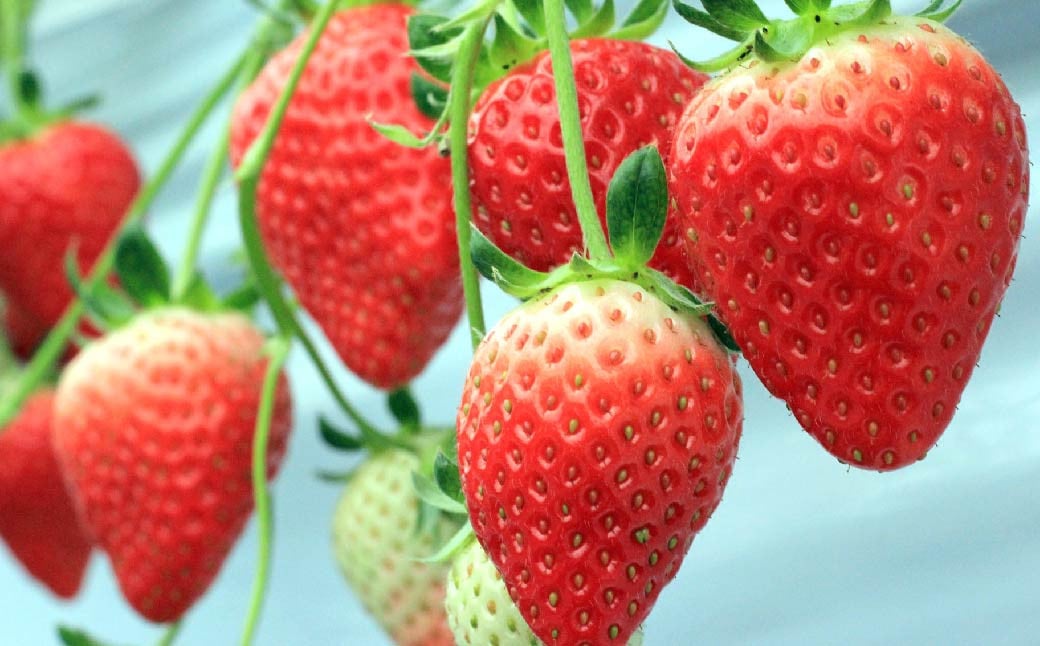 あまおうDX 約280g×4パック 合計約1120g デラックス いちご 苺 果物 くだもの フルーツ 【2026年2月上旬～4月上旬発送予定】