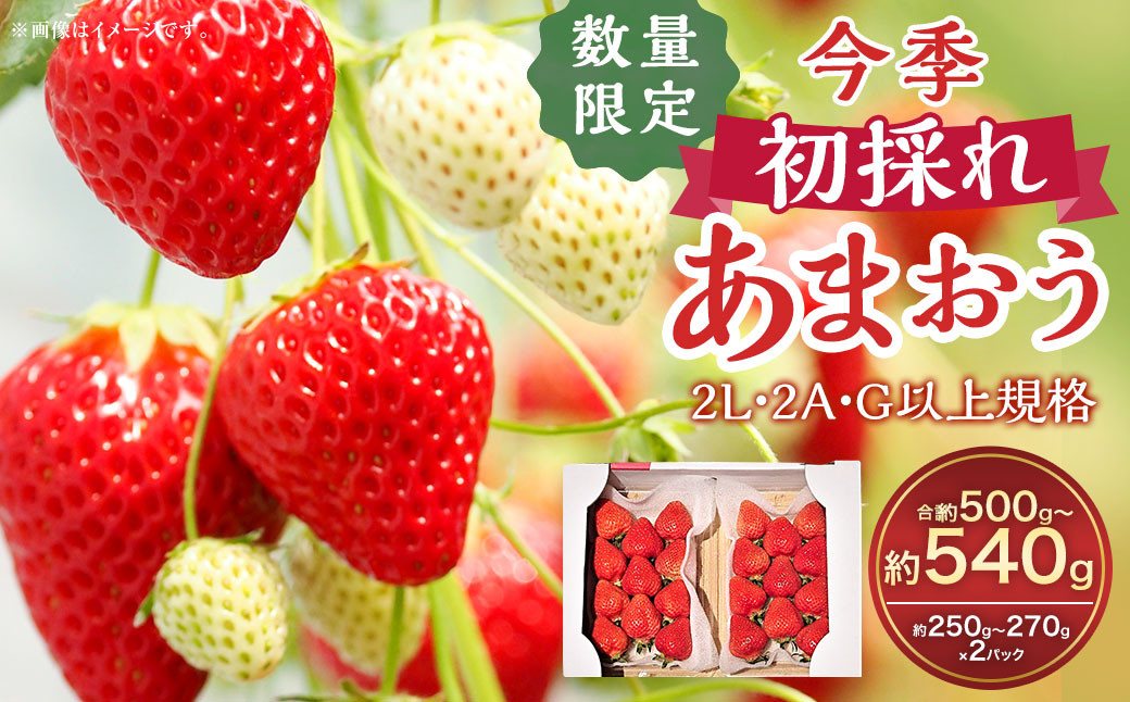 今季初採れあまおう2パック【数量限定】 あまおう いちご イチゴ 苺 果物 くだもの フルーツ【2025年12月上旬～2026年1月下旬発送予定】