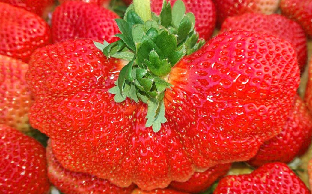 æ¥ã®ããŸãã 2Lã»2Aã»GèŠæ Œä»¥äž çŽ250-270gÃ4ããã¯ èº ã€ã㎠ããŸãã ãã ãã® æç© ãã«ãŒã ã2026幎3æäžæ¬ïœ4æäžæ¬çºéäºå®ã