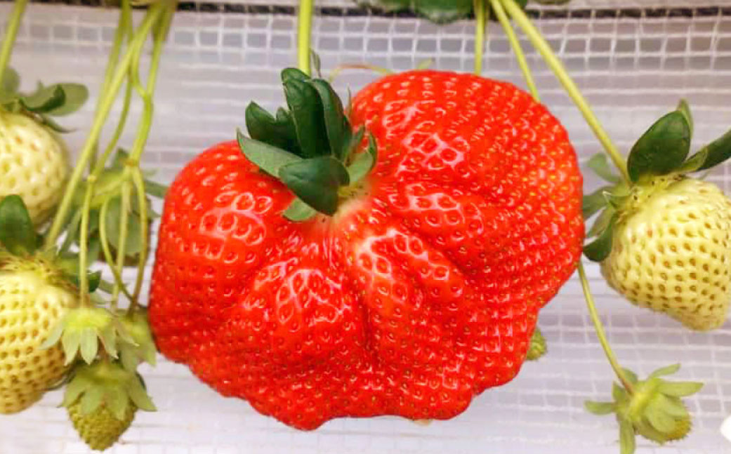 æ¥ã®ããŸãã(2Lã»2Aã»GèŠæ Œä»¥äž 6ããã¯)ãæ°ééå®ã ããŸãã ãã¡ã ã€ããŽ èº æç© ãã ãã® ãã«ãŒãã2026幎3æäžæ¬ïœ4æäžæ¬çºéäºå®ã