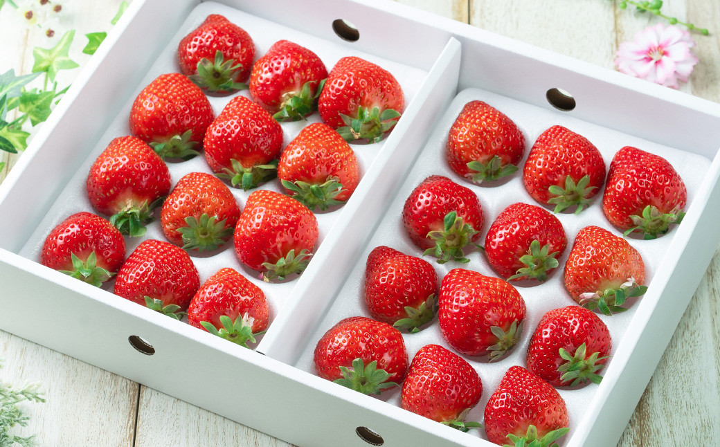 福岡県産あまおう ギフト箱 12-15粒 いちご 苺 イチゴ くだもの 果物 フルーツ 冷蔵 【2025年12月上旬～2026年3月下旬発送予定】