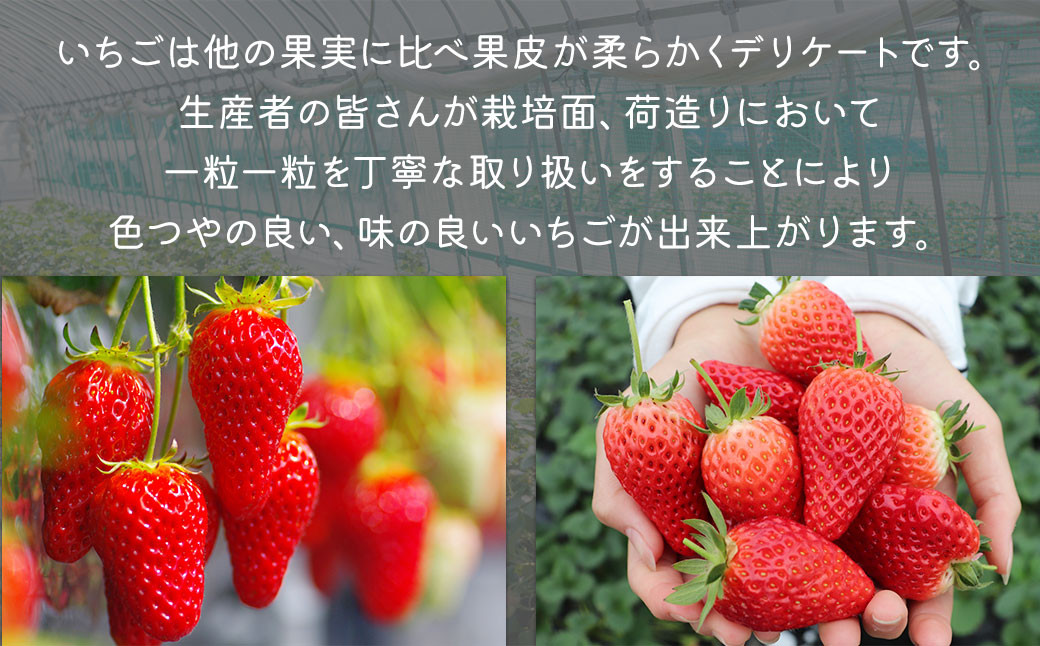 çŠå²¡çç£ åå€ããŸãã çŽ1.12kgïŒçŽ280gÃ4ããã¯å
¥ãïŒ ãã¡ã èº ã2026幎1æäžæ¬ïœ3æäžæ¬çºéäºå®ã