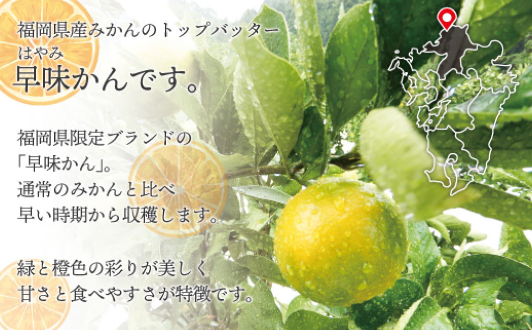 福岡県ブランドみかん「早味かん」3kg みかん オレンジ 果物 フルーツ 冷蔵 福岡県産【2026年9月下旬-10月下旬発送予定】