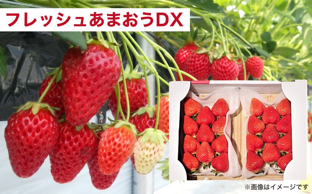 ãäºçŽåä»ã»4åå®æäŸ¿ãããŸãã倧奜ãå®æäŸ¿ ããŸãã ãã¡ã ã€ããŽ èº ãã ãã® æç© ãã«ãŒã ãžã§ã©ãŒã ã¬ã¢ããŒãºã±ãŒã ãã¶ãŒã ã¹ã€ãŒãã2026幎2æäžæ¬ïœ7æäžæ¬çºéäºå®ã