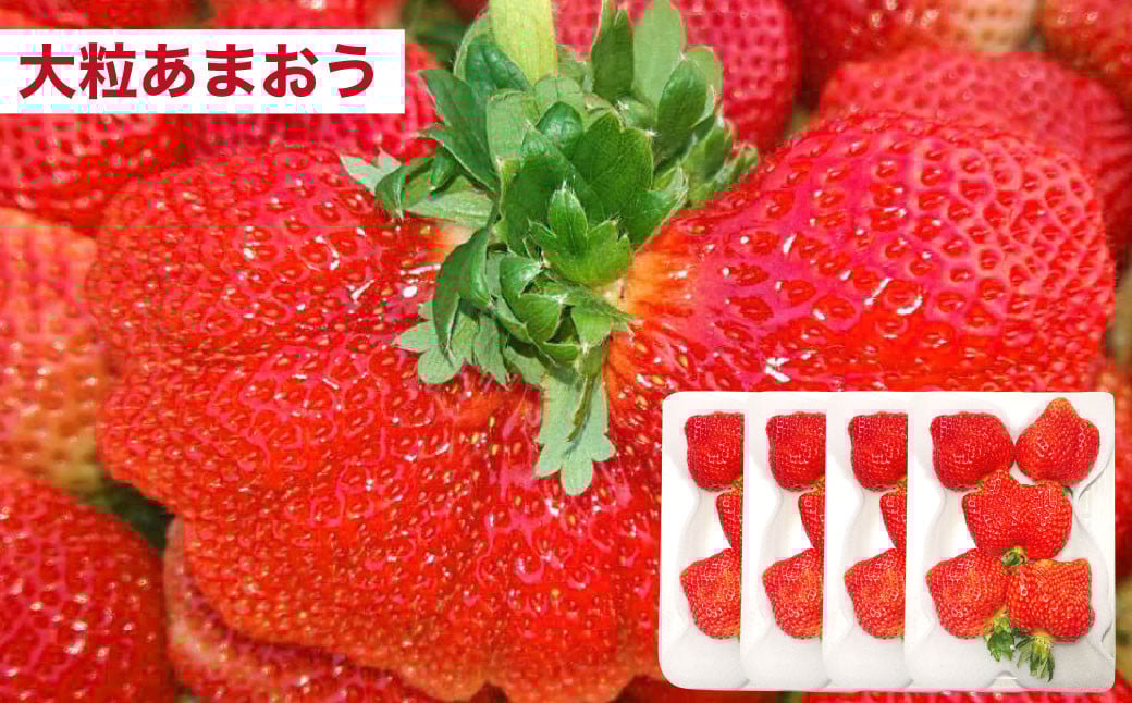 ãäºçŽåä»ã»4åå®æäŸ¿ãããŸãã倧奜ãå®æäŸ¿ ããŸãã ãã¡ã ã€ããŽ èº ãã ãã® æç© ãã«ãŒã ãžã§ã©ãŒã ã¬ã¢ããŒãºã±ãŒã ãã¶ãŒã ã¹ã€ãŒãã2026幎2æäžæ¬ïœ7æäžæ¬çºéäºå®ã