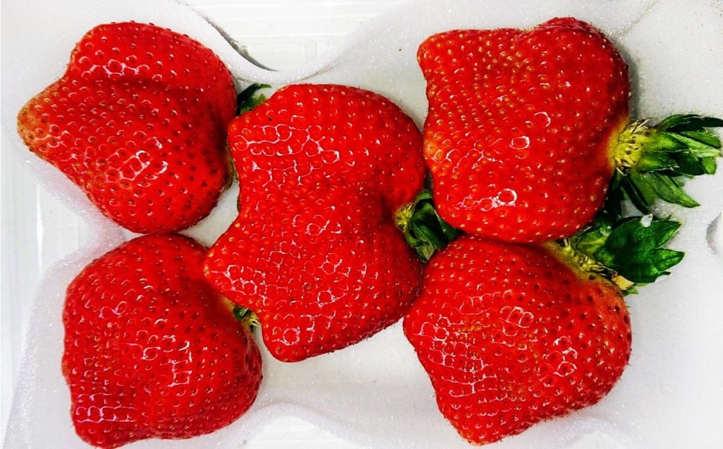 ã3ã¶æå®æäŸ¿ãããŸãã çŽ250ïœ270g à 2ãã㯠à 3å ïŒåèš ïŒ çŽ1500gïœ1620gïŒ ã2026幎2æäžæ¬ïœ4æäžæ¬çºéäºå®ã ããŸãã ãã¡ã ã€ããŽ èº æç© ãã ãã® ãã«ãŒã çŠå²¡çç£ åœç£ çŠå²¡ç é è³çº å·èµ