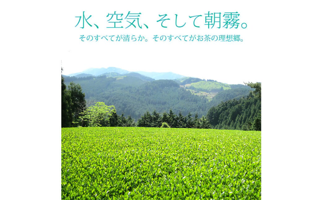 【6ヶ月定期便】【八女茶】奥八女星野村 深蒸し高級煎茶 (深蒸し茶) 100g×2袋