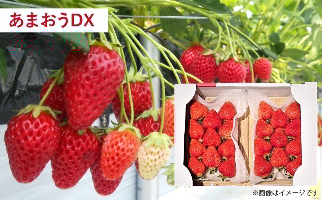 【予約受付・3回定期便】あまおう贅沢セット あまおう ジェラート 冷凍あまおう いちご イチゴ 苺 果物 くだもの フルーツ アイス 定期便 【2026年3月上旬～7月下旬発送予定】