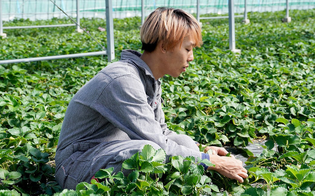 【福岡県産 あまおう 使用】いちごジャム 2個・いちごバター 1個 苺 イチゴ 果物