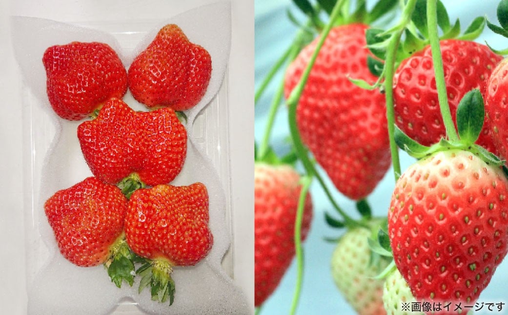 春のあまおう （2L ・ 2A ・ G規格以上 6パック） 【数量限定】 【2026年3月上旬〜4月下旬発送予定】 あまおう 苺 いちご 果物 果実 フルーツ 九州 福岡県 遠賀町 冷蔵