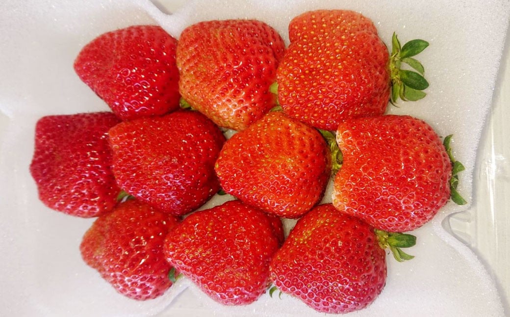 ã3ã¶æå®æäŸ¿ãããŸãã çŽ250ïœ270g à 2ãã㯠à 3å ïŒåèš ïŒ çŽ1500gïœ1620gïŒ ã2026幎2æäžæ¬ïœ4æäžæ¬çºéäºå®ã ããŸãã ãã¡ã ã€ããŽ èº æç© ãã ãã® ãã«ãŒã çŠå²¡çç£ åœç£ çŠå²¡ç é è³çº å·èµ