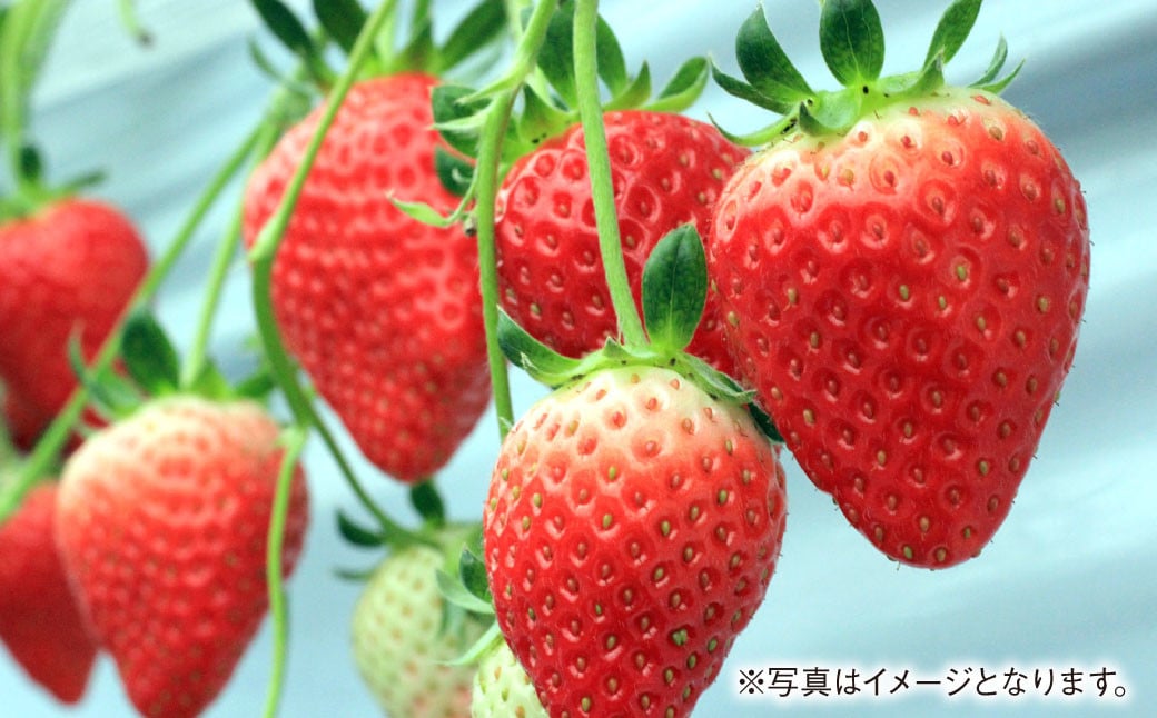 あまおうDX 約280g×2パック あまおう いちご イチゴ 苺 果物 くだもの フルーツ 【2025年2月上旬～4月上旬発送予定】