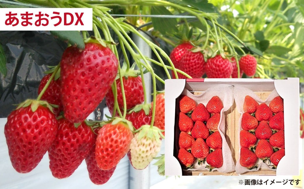 【予約受付・4回定期便】あまおう大好き定期便 ジェラート いちご レアチーズケーキ いちご イチゴ 苺 果物 くだもの フルーツ スイーツ デザート 定期便 【2026年2月上旬～7月下旬発送予定】