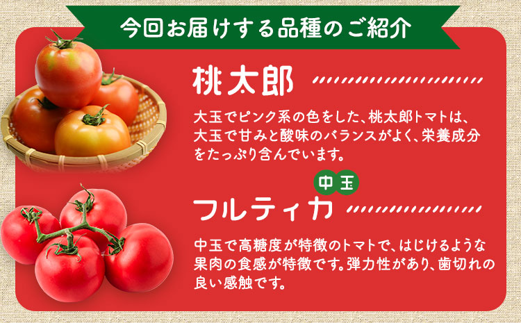 トマト2種の詰め合わせセット 約4kg 花田農園《6月上旬-7月末頃出荷》野菜 トマト 送料無料 福岡県 鞍手町