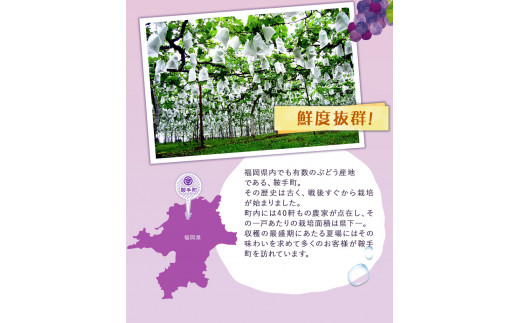 蟾ィ蟲ー繧オ繧、繝繝シ 250mlテ12譛ャ縲30譌・莉・蜀縺ォ蜃コ闕キ莠亥ョ(蝨滓律逾晞勁縺)縲九カ縺ゥ縺 繝輔Ν繝シ繝 繧オ繧、繝繝シ 鬟イ譁