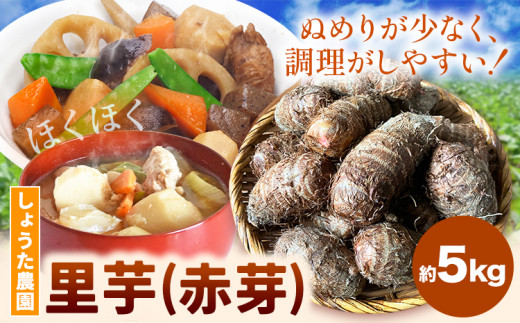 里芋 赤芽里芋 約5kg しょうた農園《11月上旬-3月末頃出荷》福岡県 鞍手町 さといも 里芋 野菜 送料無料