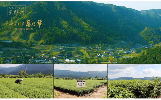 八女茶 煎茶ティーバッグ 計200パック (3g×100パック入り×2袋) 株式会社親和園《30日以内に出荷予定(土日祝除く)》お茶 緑茶 茶 八女星野茶 ティーパック ティーバッグ 八女茶